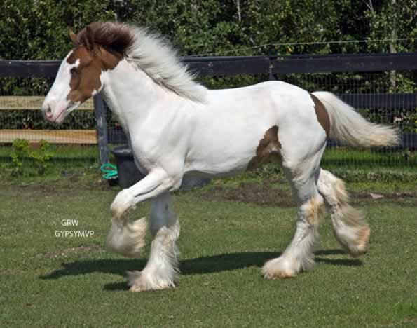 Gypsy Vanner Horses for Sale | Colts | Lugnhasa